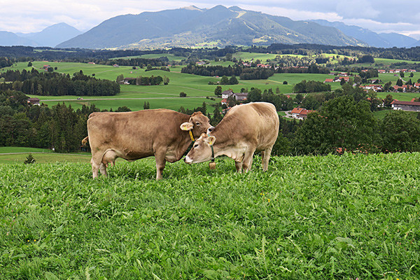 Fleisch aus achtsamer Produktion