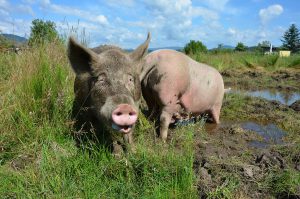 Tierhaltung am Adamhof