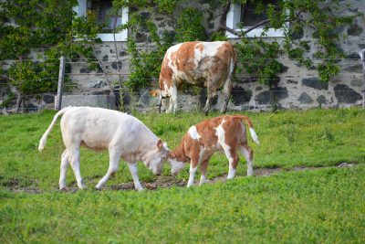 Kölblhof – Familie Spieß Kölblhof – Familie Spieß