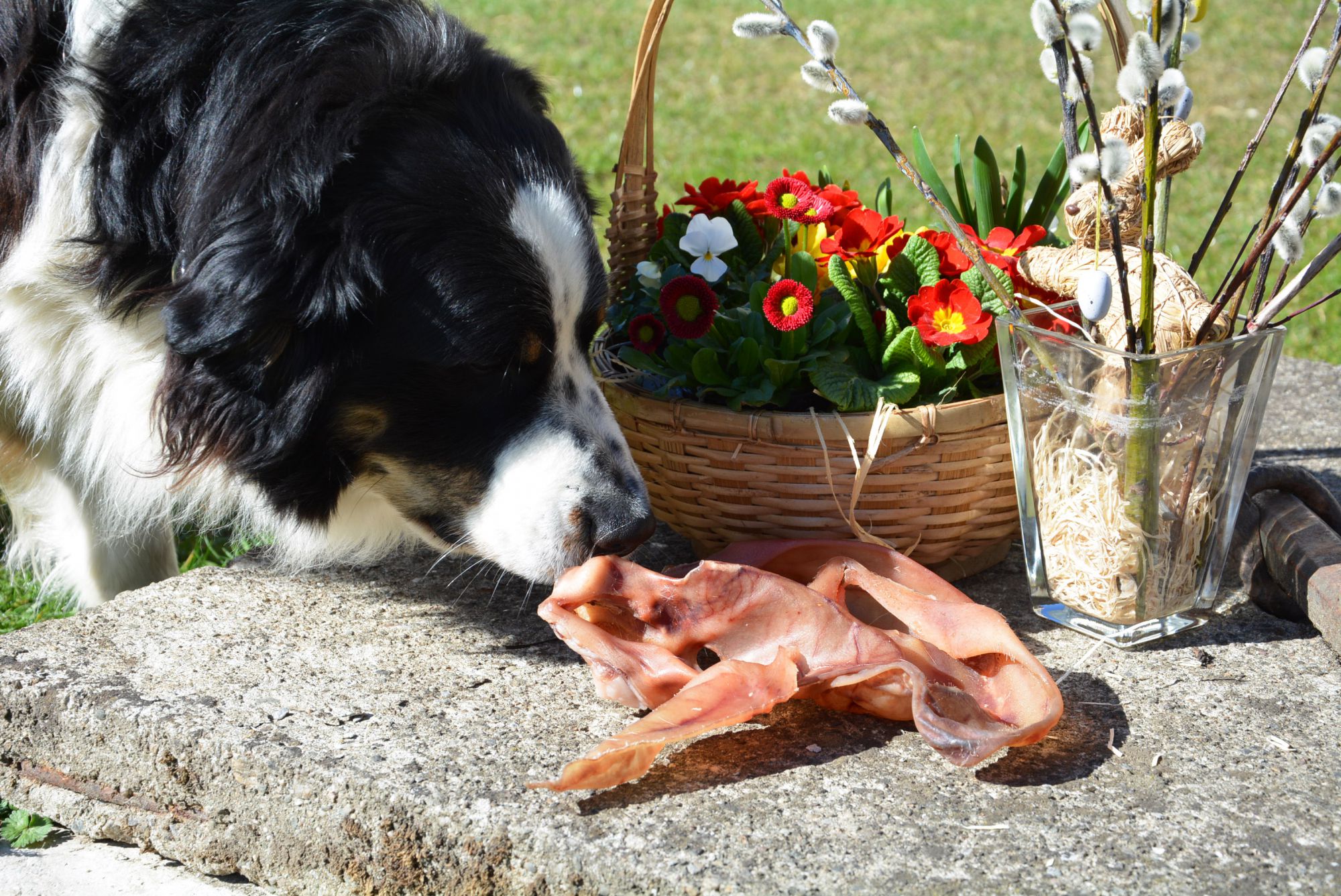 Schweinsohren für Hunde, ca. 300 Gramm Gaumenfest.at